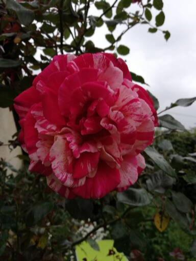 Willa Au Coeur Du Jardin La Boussac Zewnętrze zdjęcie